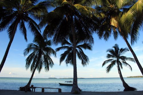 beach coconut trees kei islands