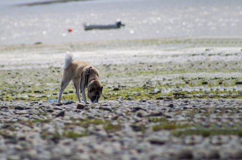 beach dog sand