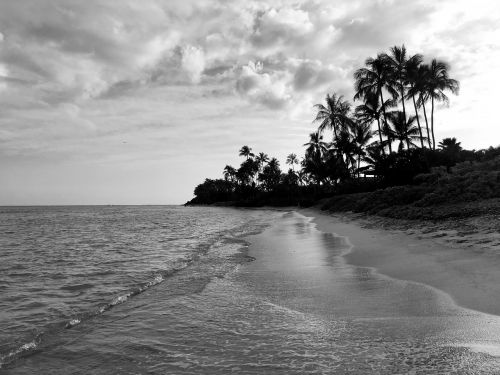beach palm trees hawaii