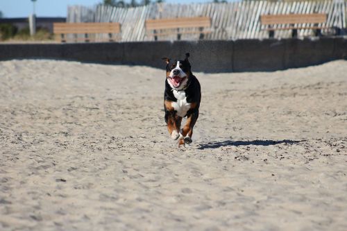 beach dog pet