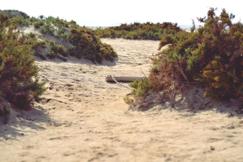 beach sand green