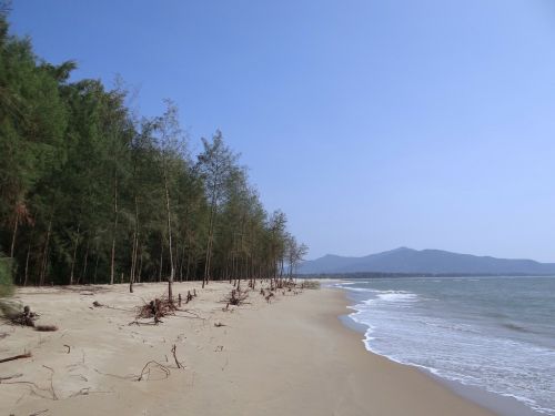 beach white sand casuarina forest