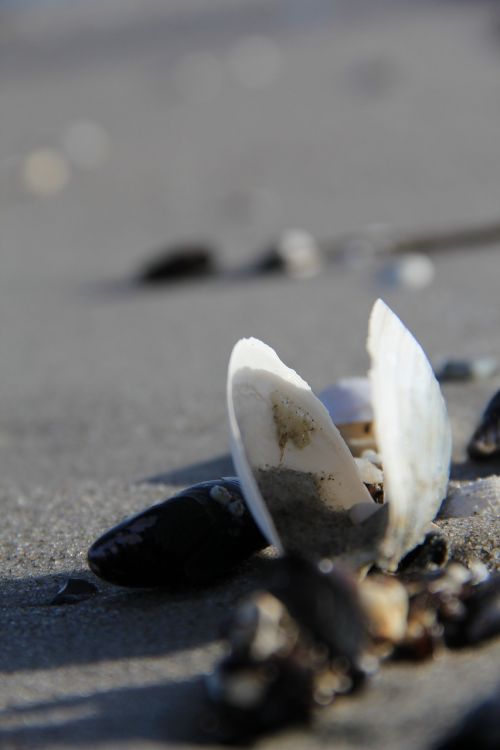 beach shell summer