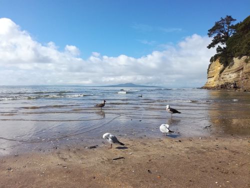 beach nature birds