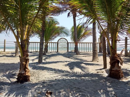 beach palm tree palms