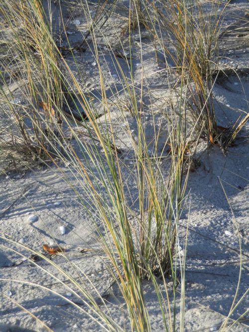 beach baltic sea marram grass