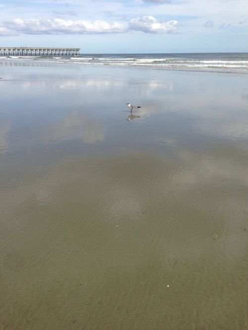 beach seagull water