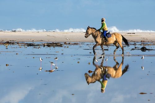 beach rider horse