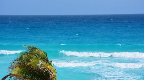 beach palm tree ocean