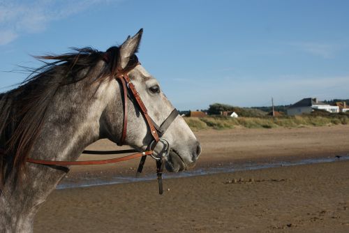 beach portrait horse