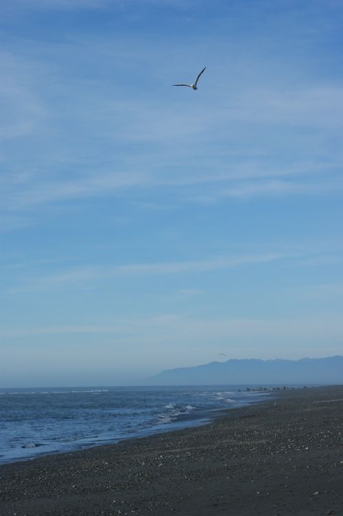 beach seagull sky