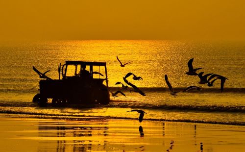 beach twilight seagull