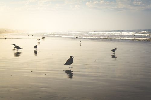 beach sand shore