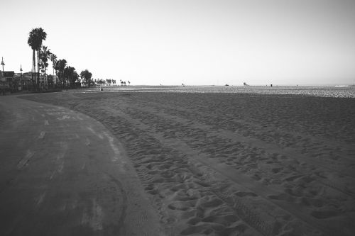 beach sand palm trees