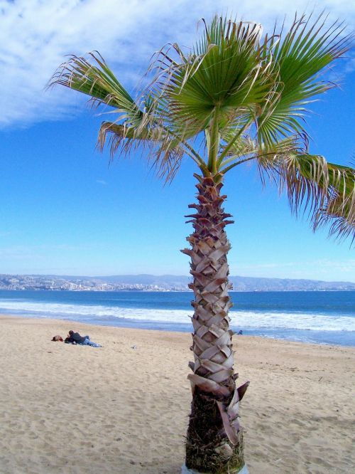 beach palm sand