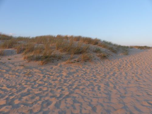 beach dune herbs