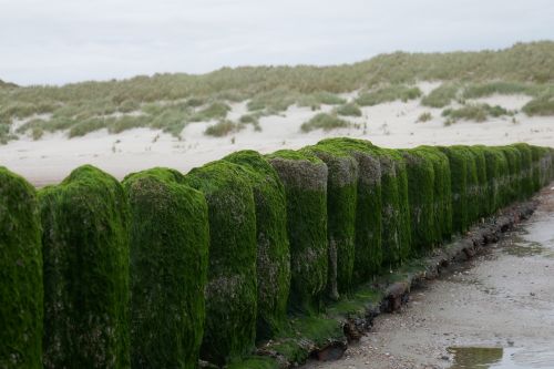 beach dunes north sea