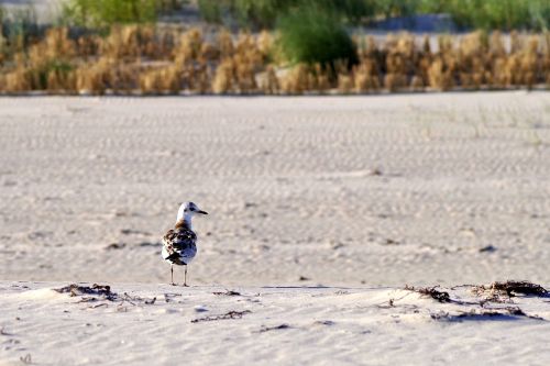 beach sand seagull