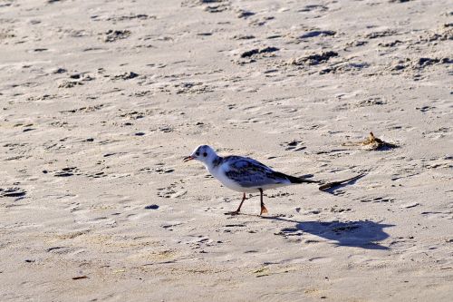 beach sand seagull