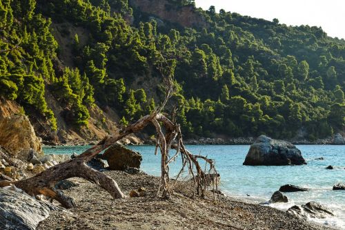 beach wild fallen tree