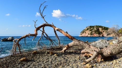 beach wild fallen tree