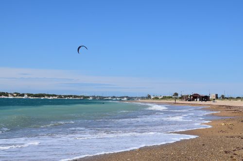 beach sea seagull