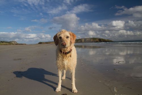 beach dog ocean