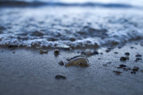 beach water shell