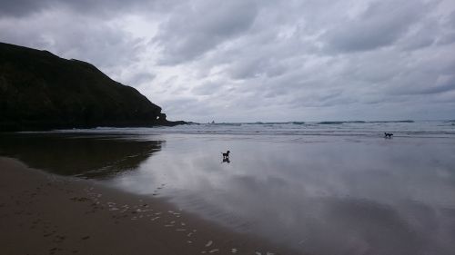 beach coast dog