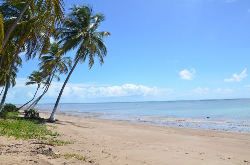 beach palm tree sea