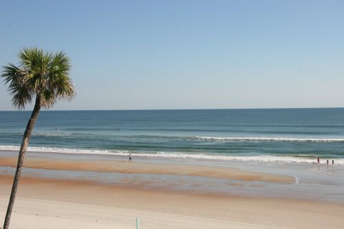beach ocean palm