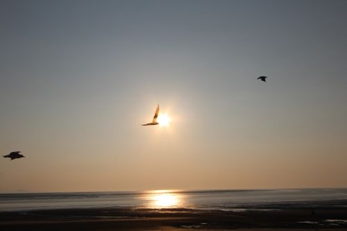 beach sunset seagull