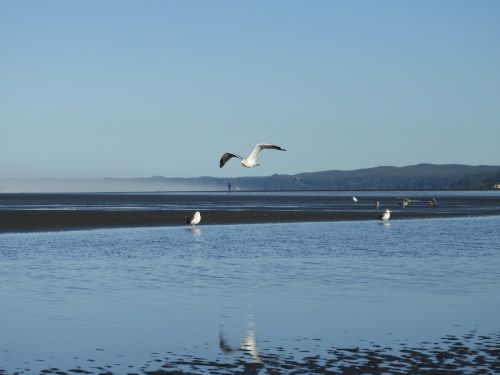 beach seagull flight