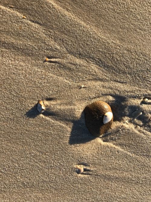 beach shell pebble