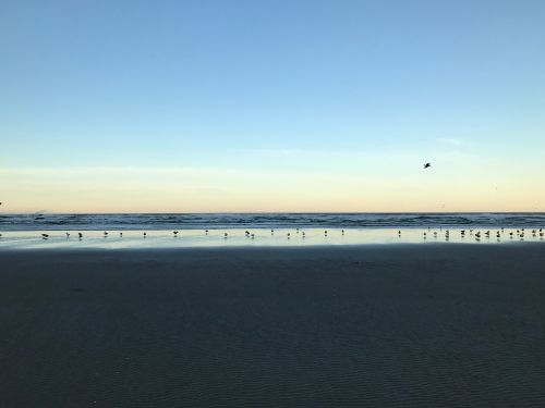 beach seagulls peaceful