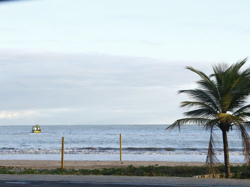 beach sol coconut tree