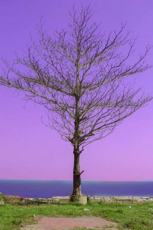 beach tree nature