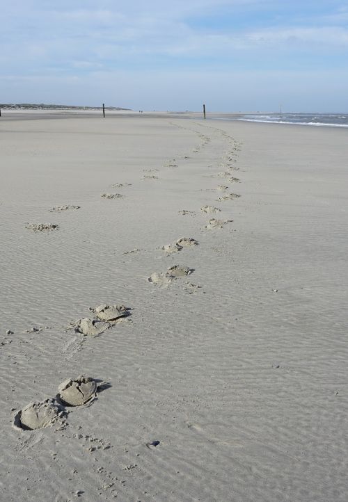 beach traces hoof