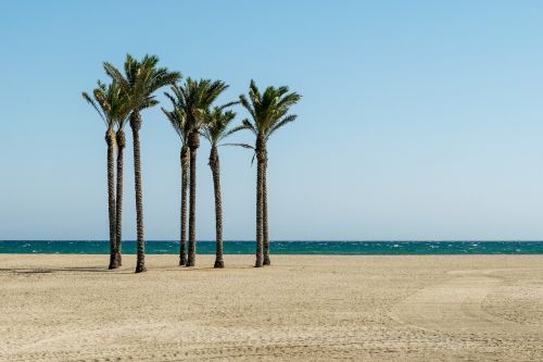 beach palm trees summer