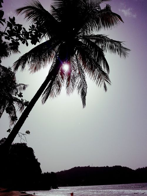 beach coconut tree sun