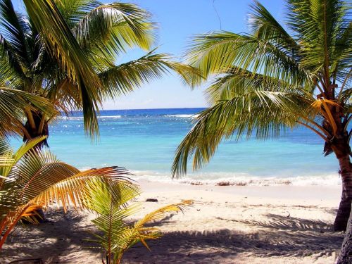 beach palm tree dominika