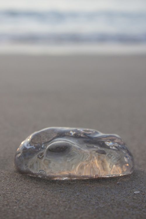 beach jellyfish lima