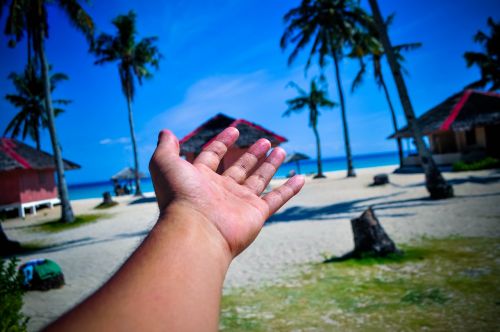 beach palm seashore