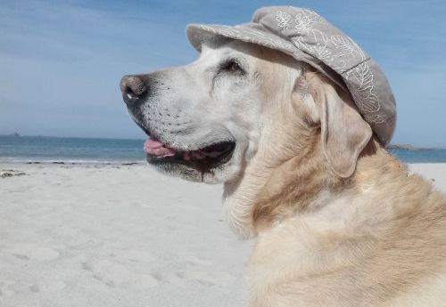 beach sea dog