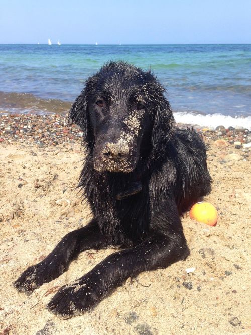 beach dog sea
