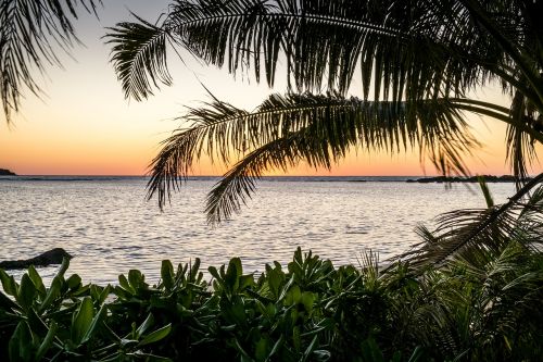 beach palm tropical