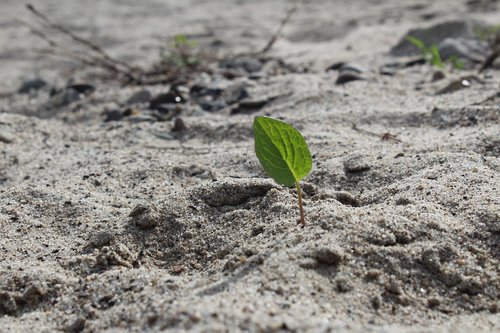 beach  leaf  nature