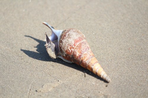 beach  shell  sand