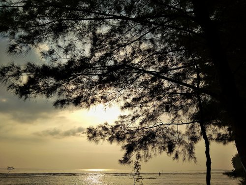 beach  sunrise  the tree