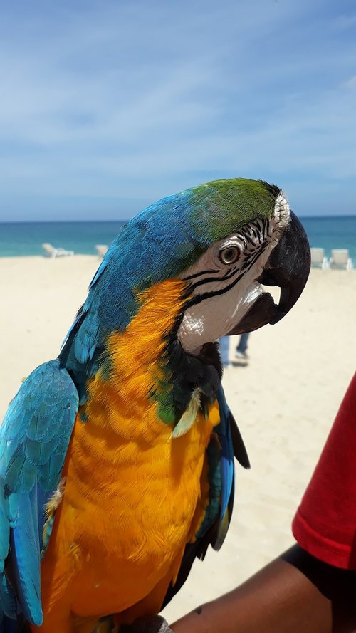 beach  parrot  macaw